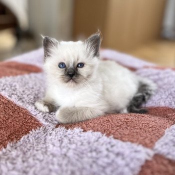 Chaton Sacré de Birmanie OLYA ❤ Ocean 2025 Chatterie Félin D’intérieur Chaton Sacré de Birmanie OLYA ❤ Ocean 2025 Chatterie Félin D’intérieur