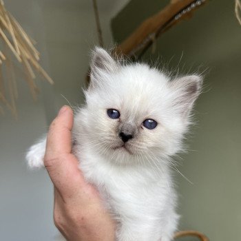 Chaton Sacré de Birmanie OLYA ❤ Ocean 2025 Chatterie Félin D’intérieur Chaton Sacré de Birmanie OLYA ❤ Ocean 2025 Chatterie Félin D’intérieur