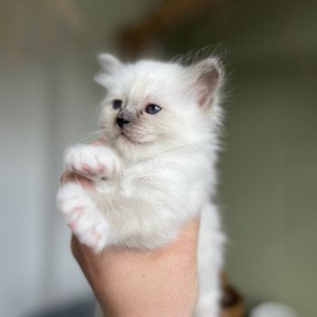 Chaton Sacré de Birmanie OLYA ❤ Ocean 2025 Chatterie Félin D’intérieur Chaton Sacré de Birmanie OLYA ❤ Ocean 2025 Chatterie Félin D’intérieur