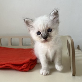 Chaton Sacré de Birmanie OLYA ❤ Ocean 2025 Chatterie Félin D’intérieur Chaton Sacré de Birmanie OLYA ❤ Ocean 2025 Chatterie Félin D’intérieur