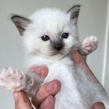 Chaton Sacré de Birmanie OLYA ❤ Ocean 2025 Chatterie Félin D’intérieur Chaton Sacré de Birmanie OLYA ❤ Ocean 2025 Chatterie Félin D’intérieur